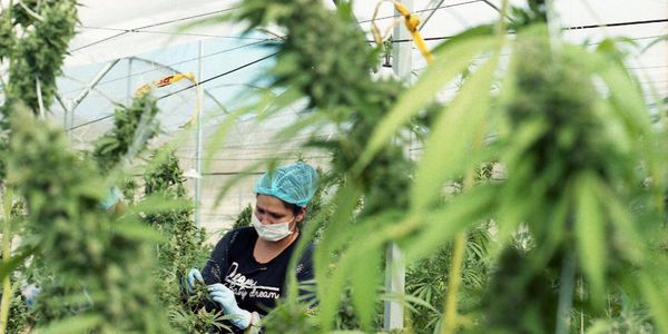 El estudio proyecta un crecimiento que alcanzará los 7.200 millones de dólares en 2024.