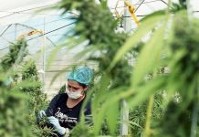 El estudio proyecta un crecimiento que alcanzará los 7.200 millones de dólares en 2024.