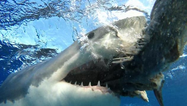 New Smyrna, es la "capital mundial de los ataques de tiburón", de acuerdo con las estadísticas de entidades especializadas en el tema.