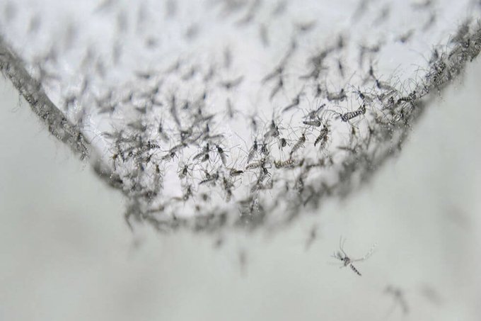 La Rep&uacute;blica Dominicana registra un aumento de casos de dengue del 701 % con respecto a 2018.