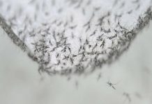 La República Dominicana registra un aumento de casos de dengue del 701 % con respecto a 2018.