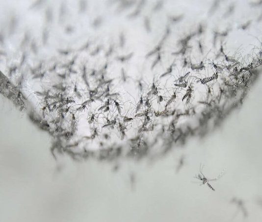 La República Dominicana registra un aumento de casos de dengue del 701 % con respecto a 2018.