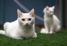 Para extraer las garras de un gato se necesita extraer también parcial o totalmente un hueso de la pata del animal.