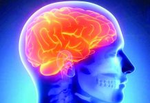 Aún no se sabe con certeza cuándo nacen exactamente muchas de las células nerviosas -neuronas- que conforman el cerebro humano