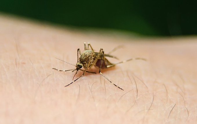 La vigilancia ha detectado el virus del Nilo Occidental en mosquitos recolectados en los cinco distritos municipales (boroughs). 