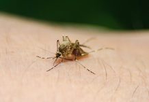 Las poblaciones de mosquitos en general este año están en un nivel promedio.