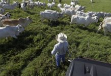 Ganaderos del norte de México refuerzan medidas sanitarias por plaga de gusano barrenador Los ganaderos estadounidenses, uno de los sectores más afectados por la guerra comercial entre Washington y Pekín, remarcan el daño sufrido y encaran con temor la prolongada incertidumbre económica.