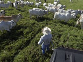 Ganaderos del norte de México refuerzan medidas sanitarias por plaga de gusano barrenador Los ganaderos estadounidenses, uno de los sectores más afectados por la guerra comercial entre Washington y Pekín, remarcan el daño sufrido y encaran con temor la prolongada incertidumbre económica.