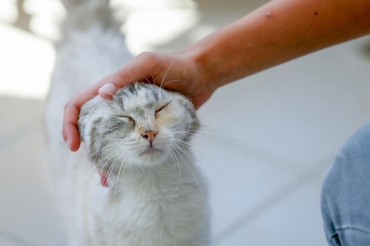 Los investigadores aplicaron a los gatos un "test base de seguridad" similar a la que se ha realizado con bebés y perros para estudiar sus comportamientos de apego.