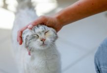 Los investigadores aplicaron a los gatos un "test base de seguridad" similar a la que se ha realizado con bebés y perros para estudiar sus comportamientos de apego.