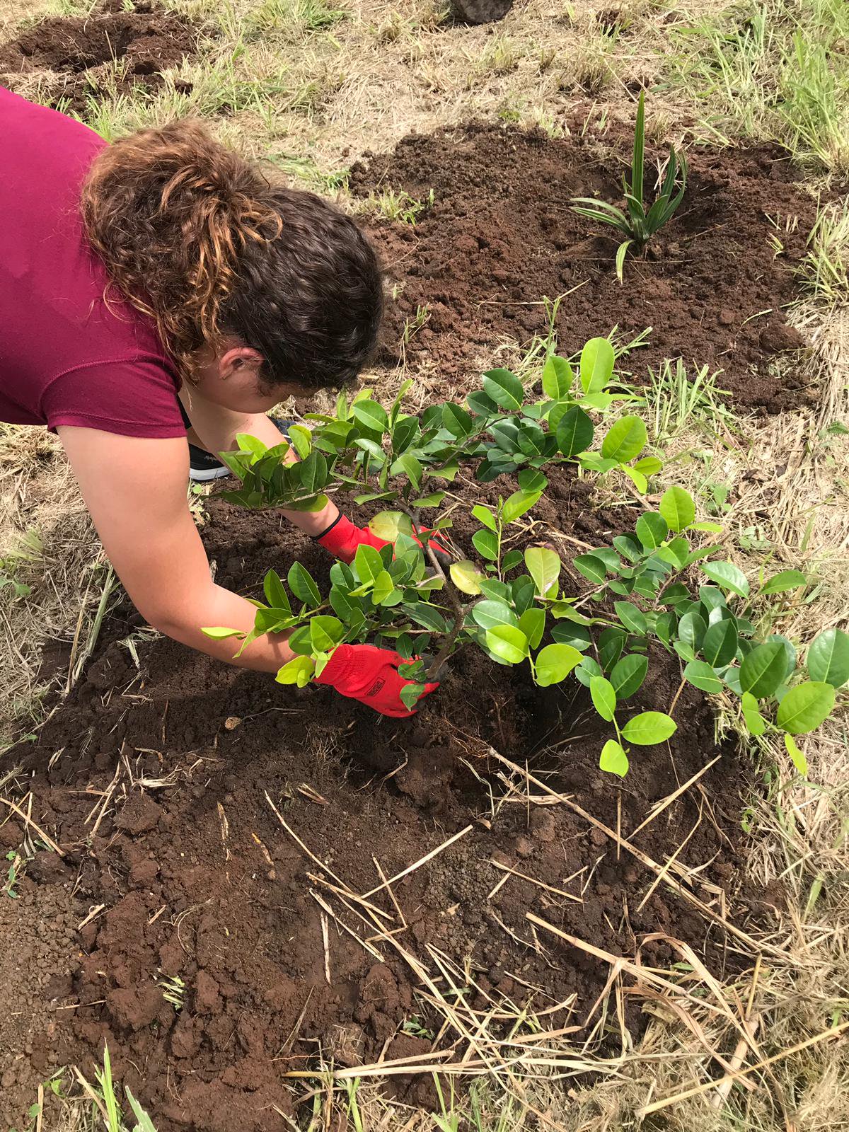Los j&oacute;venes participaron durante el pasado a&ntilde;o acad&eacute;mico de actividades de reforestaci&oacute;n y siembra de &aacute;rboles nativos.