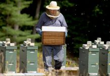 Esos químicos empleados en los insecticidas actúan sobre el sistema nervioso central de los insectos.