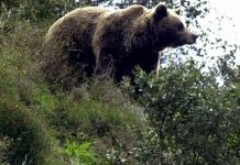 Una pareja de cazadores vivió una situación de riesgo en el sur de Colorado que dejó un oso muerto y a un hombre mordido por el animal y herido de dos balazos por su mujer