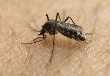Casos de dengue local en Florida siguen aumentando lentamente El Departamento de Salud de Florida informó de que en la última semana se registraron tres nuevos casos, dos en Miami-Dade y uno en Hillsborough.