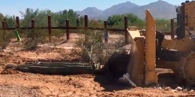 También conocidos como los "gigantes del desierto" y un símbolo del estado, los inmensos cactus están siendo removidos por excavadoras.