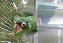 Un total de 350 cotorras puertorriqueñas en programa de liberación Actualmente hay 210 cotorras cautivas en esta facilidad la cual continúa reproduciendo cotorras para el programa de liberación.