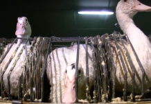 Nueva York prohibirá la venta de foie gras ante crueldad con los animales