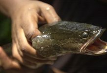 "Mátenlo inmediatamente", la orden de las autoridades contra un pez invasor Un ejemplar de pez cabeza de serpiente del Norte tiene la característica de que puede respirar tanto dentro como fuera del agua.