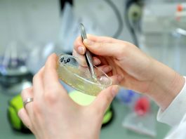 Un sensor que se puede tragar y mantiene conexión con un teléfono celular ha producido resultados muy favorables para evaluar la toma de medicamentos contra la tuberculosis