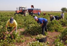 Congresistas demócratas y republicanos presentaron este miércoles un proyecto de ley que busca reformar el programa de trabajo de agricultores temporales
