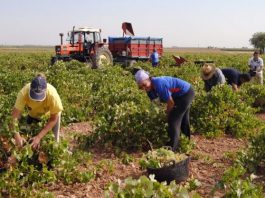 El Departamento de Trabajo de Nueva York anuncia la reunión virtual de la Junta Salarial de Trabajadores Agrícolas Congresistas demócratas y republicanos presentaron este miércoles un proyecto de ley que busca reformar el programa de trabajo de agricultores temporales