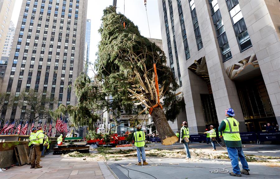 Cientos de neoyorquinos recibieron este sábado con entusiasmo y aplausos al abeto de Noruega que arribó al Rockefeller Center.