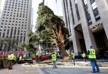 Neoyorquinos reciben con entusiasmo al famoso árbol del Rokefeller Center Cientos de neoyorquinos recibieron este sábado con entusiasmo y aplausos al abeto de Noruega que arribó al Rockefeller Center.