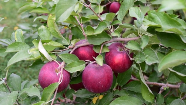 Este 1 de diciembre los consumidores tendr&aacute;n su primer encuentro en tiendas y supermercados con el fruto dado por los 12 millones de manzanos de esta variedad.