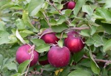 Universidad de Washington creó la manzana Cosmic Crisp Este 1 de diciembre los consumidores tendrán su primer encuentro en tiendas y supermercados con el fruto dado por los 12 millones de manzanos de esta variedad.