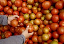 México seguirá exportando tomate a EE.UU. pese a arancel porque no hay "sustituto" Estados Unidos comenzará a inspeccionar a partir del viernes las importaciones de tomates, chiles y los lotes de semillas procedentes de México para evitar el ingreso del virus de la fruta rugosa marrón