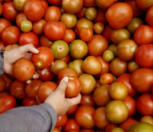Estados Unidos comenzará a inspeccionar a partir del viernes las importaciones de tomates, chiles y los lotes de semillas procedentes de México para evitar el ingreso del virus de la fruta rugosa marrón