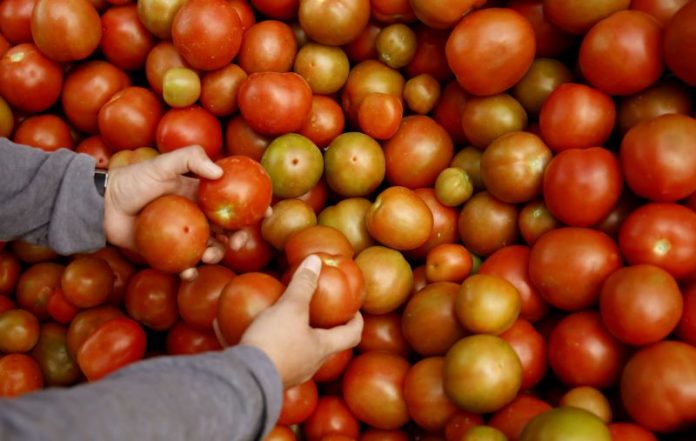revisaran tomates por temor de virus Estados Unidos comenzará a inspeccionar a partir del viernes las importaciones de tomates, chiles y los lotes de semillas procedentes de México para evitar el ingreso del virus de la fruta rugosa marrón