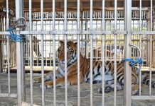 Simba, Max y Kimba, tres tigres de Bengala que pertenecieron al Circo Hermanos Ponce de Guatemala, llegaron este lunes a Florida donde van a vivir en un centro para grandes felinos