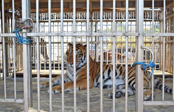 Simba, Max y Kimba, tres tigres de Bengala que pertenecieron al Circo Hermanos Ponce de Guatemala, llegaron este lunes a Florida donde van a vivir en un centro para grandes felinos