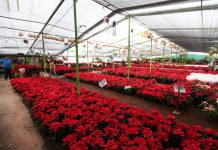 Flor de Nochebuena (2)