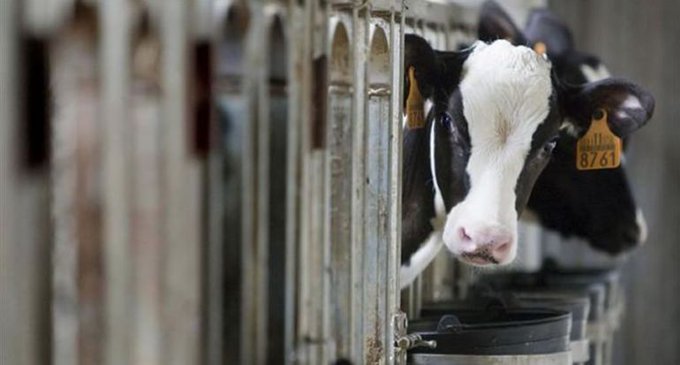 La investigaci&oacute;n, identific&oacute; a por lo menos 23 graduados universitarios mexicanos que fueron contratados como veterinarios, y a los que luego se les asignaron tareas menores.