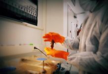 Las células de la granulosa, cuentan con una plasticidad que las asemeja a las cédulas madre, motivo que despertó el interés de los investigadores chinos para experimentar con ellas.