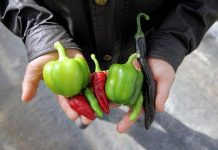 La dieta condimentada regularmente con pimientos picantes, también llamados chiles, reduce el riesgo de muerte por ataque cardiaco o infarto cerebral