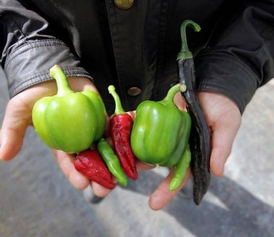 La dieta condimentada regularmente con pimientos picantes, también llamados chiles, reduce el riesgo de muerte por ataque cardiaco o infarto cerebral