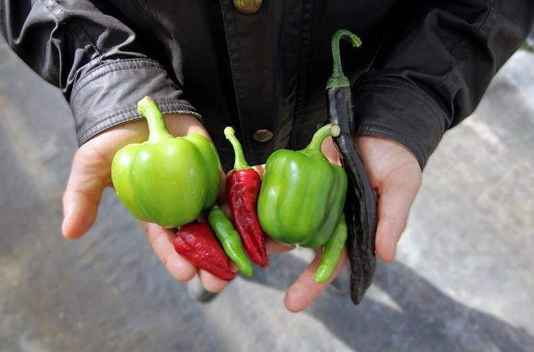 Los pimientos sazonan la comida La dieta condimentada regularmente con pimientos picantes, también llamados chiles, reduce el riesgo de muerte por ataque cardiaco o infarto cerebral