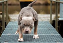 Un niño de nueve años falleció este miércoles después de que sufriera un ataque en la ciudad brasileña de Sao Paulo de más de cuatro perros