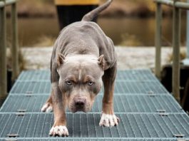 Nueva York prohibirá venta de perros, gatos y conejos en tiendas minoristas Un niño de nueve años falleció este miércoles después de que sufriera un ataque en la ciudad brasileña de Sao Paulo de más de cuatro perros