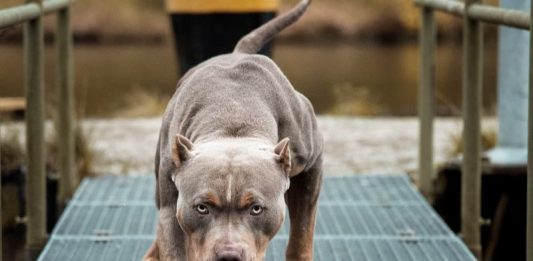 Un niño de nueve años falleció este miércoles después de que sufriera un ataque en la ciudad brasileña de Sao Paulo de más de cuatro perros