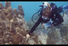 Las autoridades ambientales de EE.UU. pusieron en marcha este martes un programa "urgente" para detener la destrucción de siete arrecifes de coral "icónicos" de los Cayos de Florida
