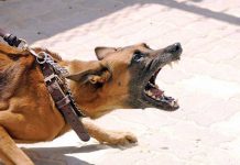 Cuatro hombres procesados en Nueva York por organizar peleas de perros Los cuatro han sido acusados de conspiración en quinto grado y delitos relacionados con la prohibición de las peleas animales y no proporcionar comida y bebida adecuada a los perros.