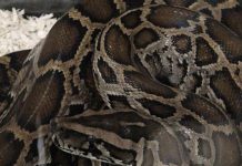 Ochenta pitones birmanas capturadas durante la 2020 Python Bowl Más de 750 personas de 20 estados diferentes capturaron 80 pitones birmanas en los Everglades de Florida durante la 2020 Python Bowl