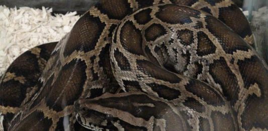 Más de 750 personas de 20 estados diferentes capturaron 80 pitones birmanas en los Everglades de Florida durante la 2020 Python Bowl
