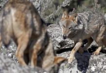 Coyotes que parecen perros buscando Suramérica, un resultado de deforestación La deforestación a lo largo del Corredor Mesoamericano ha empujado a que especies de cánidos de Norteamérica como los coyotes ya vivan en el este de Panamá