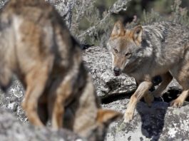 Coyotes que parecen perros buscando Suramérica, un resultado de deforestación La deforestación a lo largo del Corredor Mesoamericano ha empujado a que especies de cánidos de Norteamérica como los coyotes ya vivan en el este de Panamá