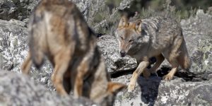 La deforestaci&oacute;n a lo largo del Corredor Mesoamericano ha empujado a que especies de c&aacute;nidos de Norteam&eacute;rica como los coyotes ya vivan en el este de Panam&aacute;